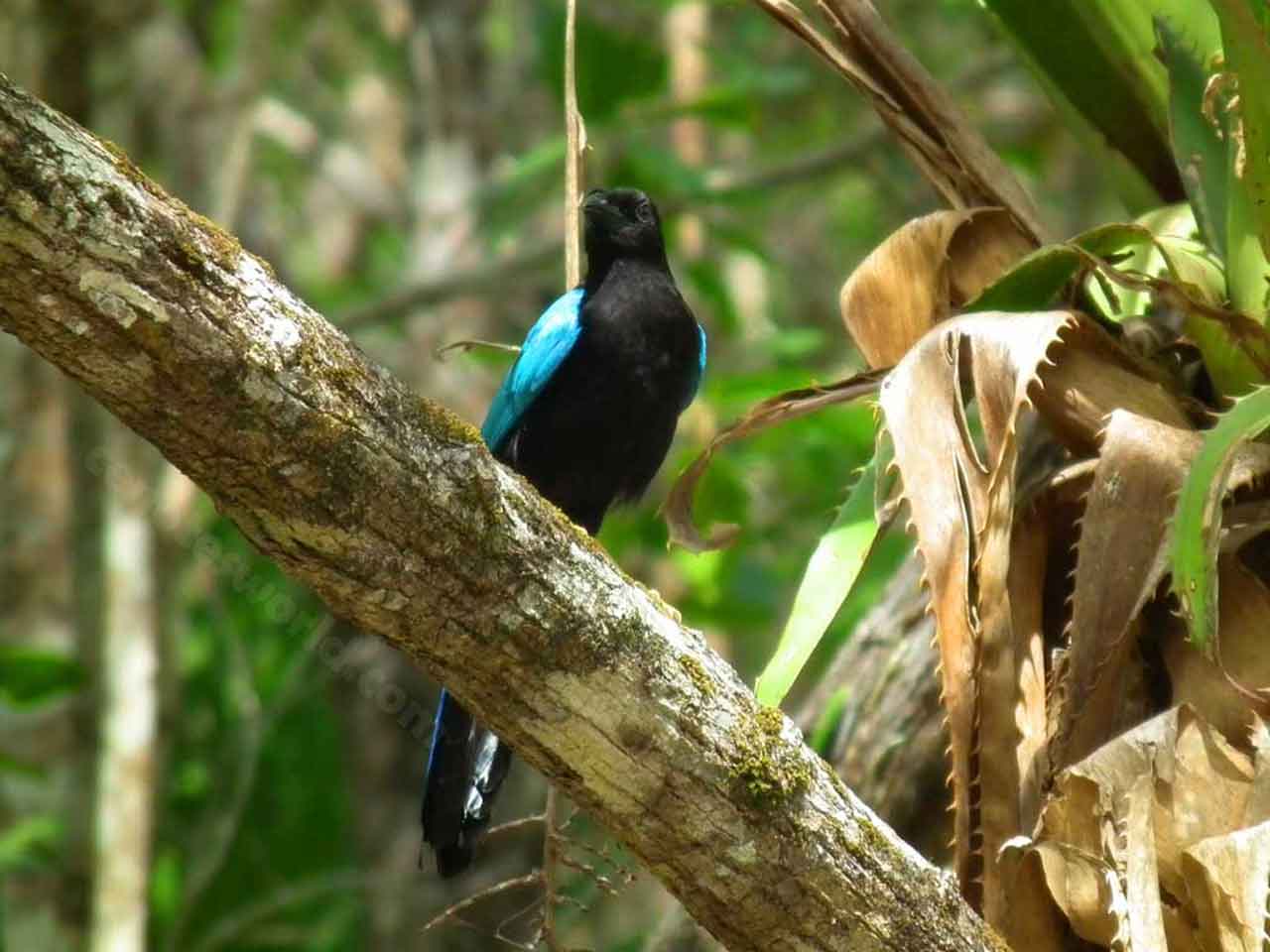 Cenote Cristal y Cenote Escondido 2x1