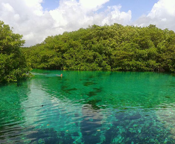 Snorkeling Manatee Cenote